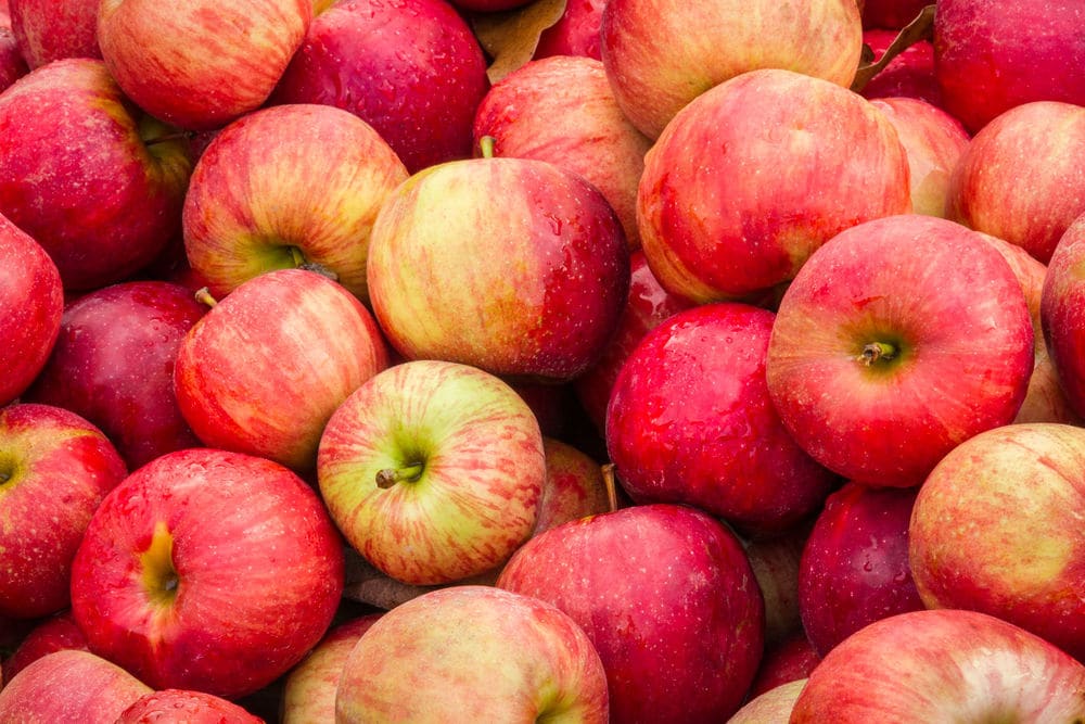 apples Apples