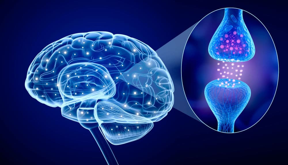 Increased Brain Activity & Ability